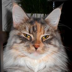 Blanding af racer Chili