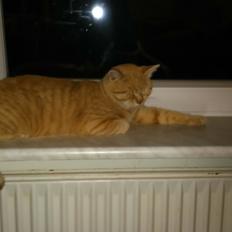 Blanding af racer Garfield