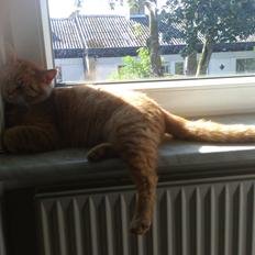 Blanding af racer Garfield