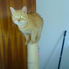 Blanding af racer Garfield