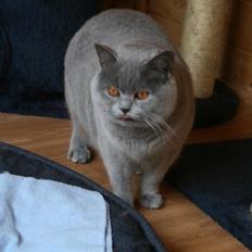 British Shorthair Xiro