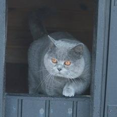 British Shorthair Xiro