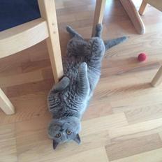 British Shorthair Xiro
