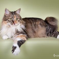 Kurilean Bobtail GIC. DK Klokmose´s Slush Ice