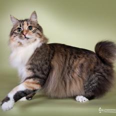 Kurilean Bobtail GIC. DK Klokmose´s Slush Ice