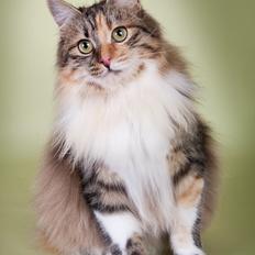 Kurilean Bobtail GIC. DK Klokmose´s Slush Ice