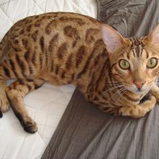 Bengal Bagheera, kaldes Baggie