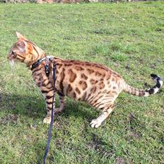 Bengal Bagheera, kaldes Baggie