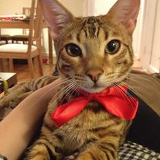 Bengal Bagheera, kaldes Baggie