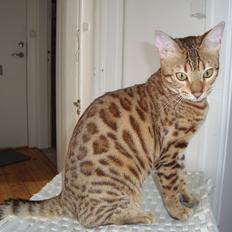 Bengal Calotta, kaldes Raja