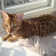 Bengal Calotta, kaldes Raja