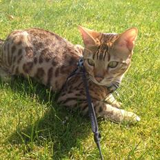 Bengal Calotta, kaldes Raja