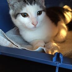 Blanding af racer Bianca