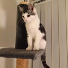 Blanding af racer Bianca