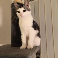 Blanding af racer Bianca