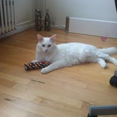 Maine Coon Zorro Ice