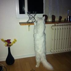 Maine Coon Zorro Ice