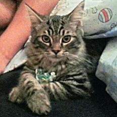 Blanding af racer Felix