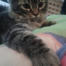 Blanding af racer Felix