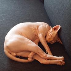 Sphynx Big red