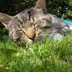 Huskat Cosmo [Himmelkat]