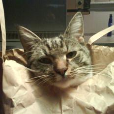 Huskat Cosmo [Himmelkat]