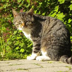 Huskat Cosmo [Himmelkat]