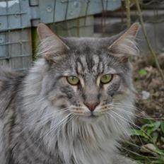 Maine Coon Charlie