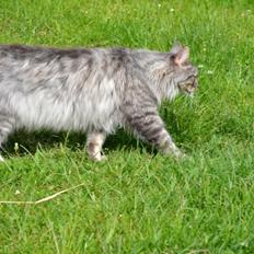 Maine Coon Charlie