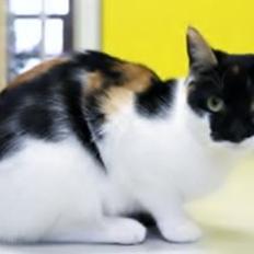 Huskat Arabella Scarlett