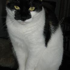 Huskat Arabella Scarlett