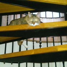 Blanding af racer Isis