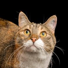 Blanding af racer Isis