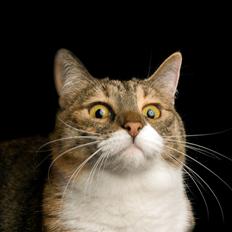 Blanding af racer Isis