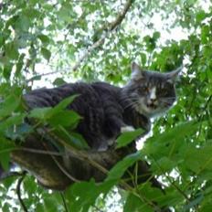 Norsk Skovkat Agent00knurhår (knurre)