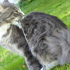 Norsk Skovkat Agent00knurhår (knurre)