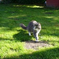 Norsk Skovkat Agent00knurhår (knurre)