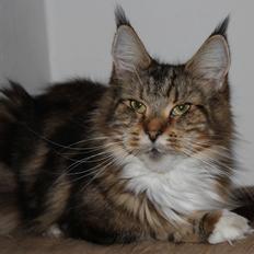 Maine Coon DK Proud Danish MoonDancer