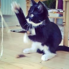 Blanding af racer Fenja