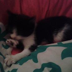 Blanding af racer Teemo