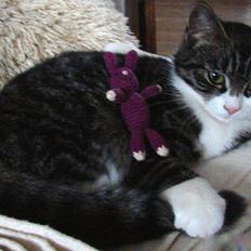 Blanding af racer maskemis