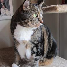 Huskat Tøsen (Himmelkat)