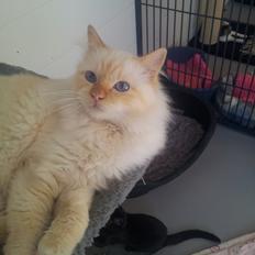 Hellig Birma Sullivan