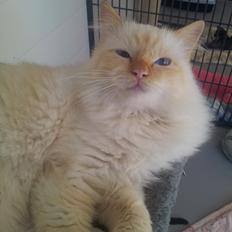 Hellig Birma Sullivan