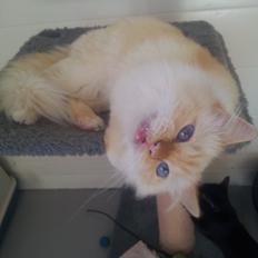 Hellig Birma Sullivan