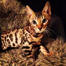 Bengal Nebsagers Skywalker