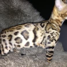 Bengal Nebsagers Skywalker