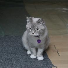 Blanding af racer Lulu