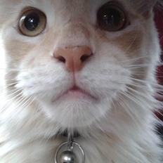Maine Coon Monrad