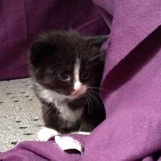 Blanding af racer Benjamin